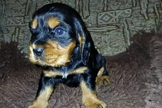 Śliczne Szczenięta Cocker Spaniel Angielski, Łódzkie, Sieradz