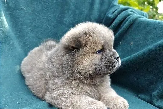 Wzorcowe Chow Chow Czał Czał doskonały exterrier rodzice FCI