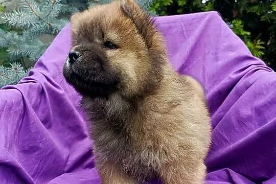 Wzorcowe Chow Chow Czał Czał doskonały exterrier rodzice FCI, Opolskie, Krapkowice