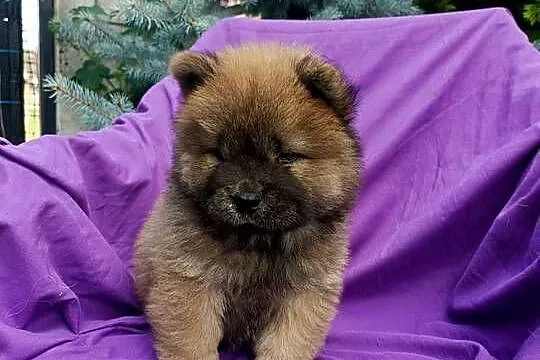 Wzorcowe Chow Chow Czał Czał doskonały exterrier rodzice FCI, Opolskie, Krapkowice