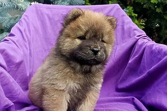 Wzorcowe Chow Chow Czał Czał doskonały exterrier rodzice FCI, Opolskie, Krapkowice