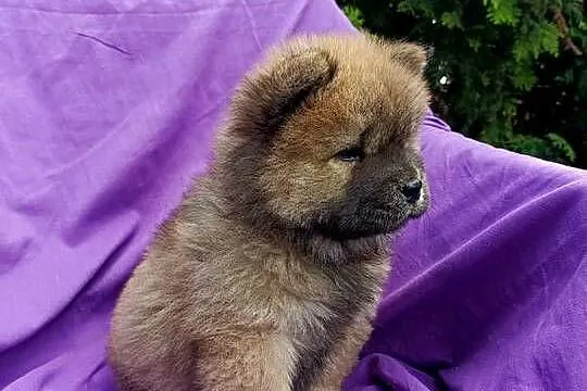 Wzorcowe Chow Chow Czał Czał doskonały exterrier rodzice FCI, Opolskie, Krapkowice