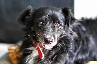 BLACKY - delikatny i wrażliwy, kochany psiak do adopcji,, Wielkopolskie, Poznań