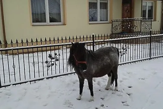 Kuc klaczka