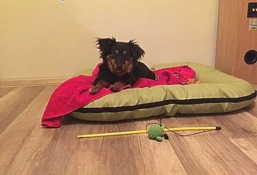 Młoda Frida poleca się do adopcji, śląskie Katowi