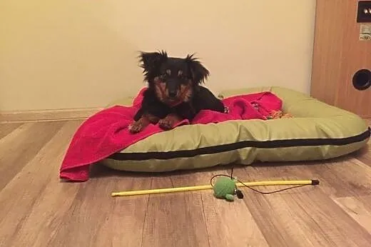 Młoda Frida poleca się do adopcji,  śląskie Katowi