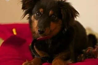 Młoda Frida poleca się do adopcji,  śląskie Katowi