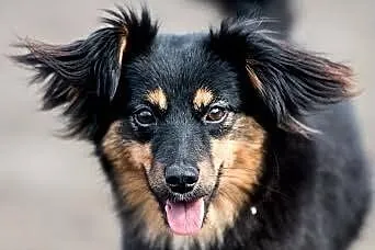 Młoda Frida poleca się do adopcji,  śląskie Katowi