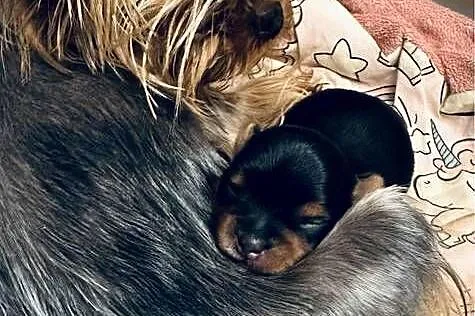 Yorkshire terrier mini, Lubelskie, Lublin