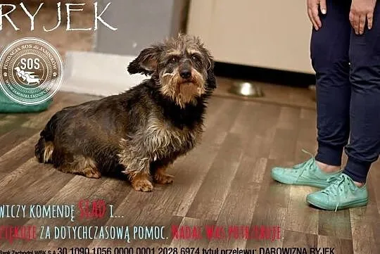 Ryjek - koniec życia na łańcuchu, czas na dom, Mazowieckie, Warszawa