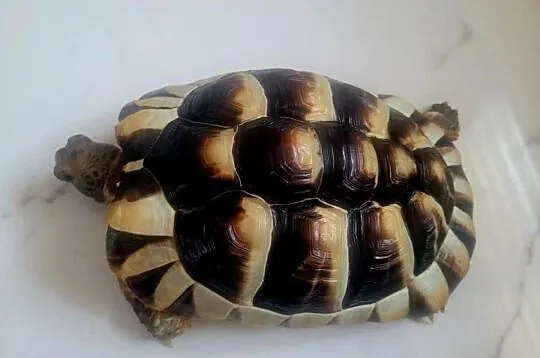 żółw grecki, Zachodniopomorskie, Szczecinek