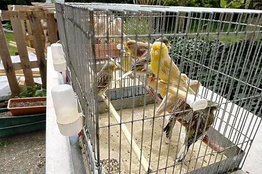 Kanarki samce i samiczki, Podkarpackie, Jarosław