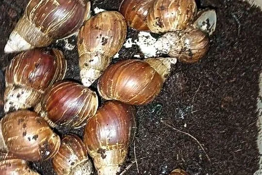 |•Lissachatina Fulica (Albino Body) •| Ślimak Afrykański
