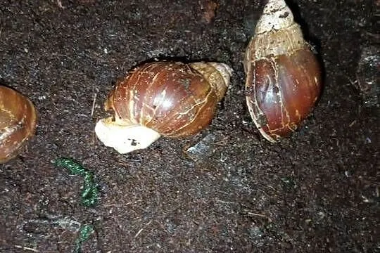 |•Lissachatina Fulica (Albino Body) •| Ślimak Afrykański, Łódzkie, Przygłów