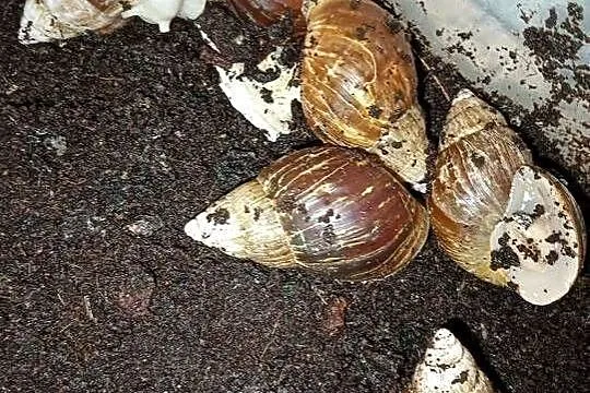 |•Lissachatina Fulica (Albino Body) •| Ślimak Afrykański, Łódzkie, Przygłów