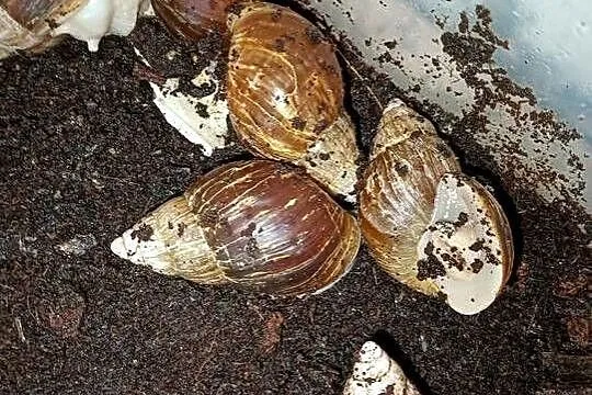 |•Lissachatina Fulica (Albino Body) •| Ślimak Afrykański, Łódzkie, Przygłów