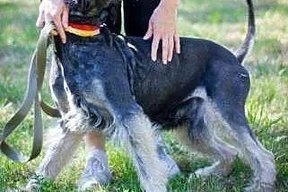 Adoptuj Wigora a pokocha Cię bezgranicznie całym s