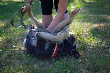 Adoptuj Wigora a pokocha Cię bezgranicznie całym s