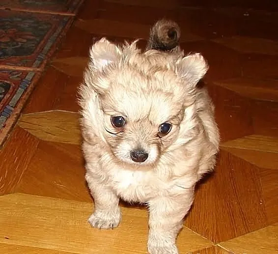 Filigranowa, maleńka suczka chihuahua, klejnocik!