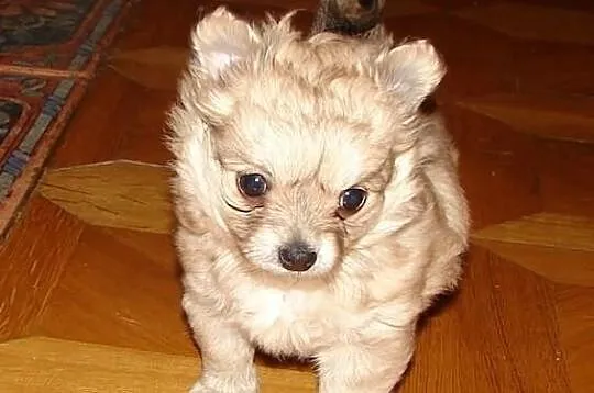 Filigranowa, maleńka suczka chihuahua, klejnocik!