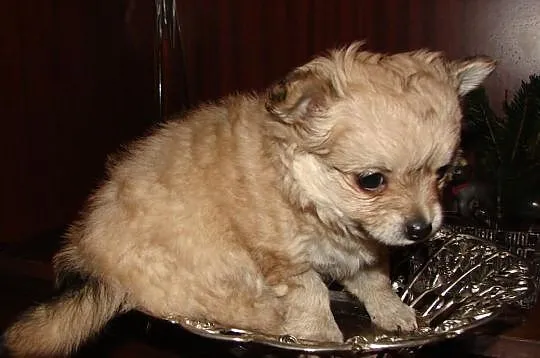 Filigranowa, maleńka suczka chihuahua, klejnocik!