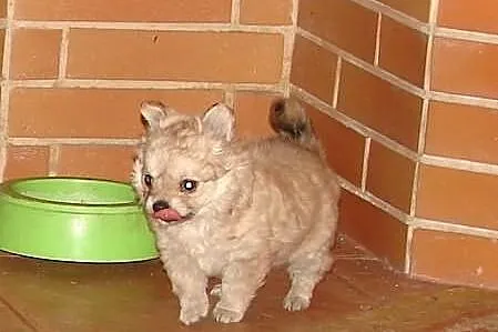 Filigranowa, maleńka suczka chihuahua, klejnocik!