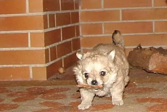 Filigranowa, maleńka suczka chihuahua, klejnocik!