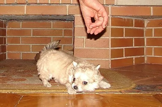 Filigranowa, maleńka suczka chihuahua, klejnocik!