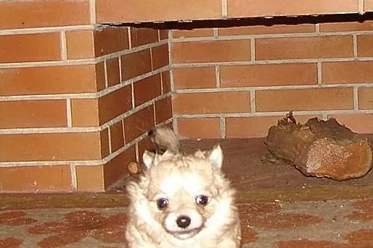 Filigranowa, maleńka suczka chihuahua, klejnocik!