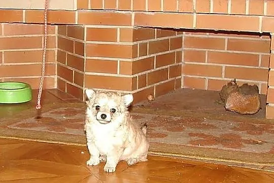 Filigranowa, maleńka suczka chihuahua, klejnocik!
