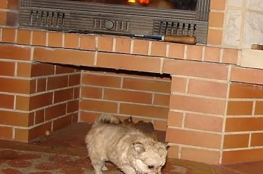 Filigranowa, maleńka suczka chihuahua, klejnocik!