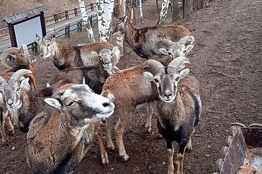 Sprzedam