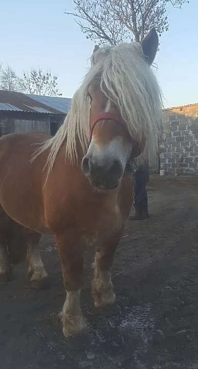 Stanówka Ogier Zimnokrwisty - klacz, krycie, źrebak, , Bolemin