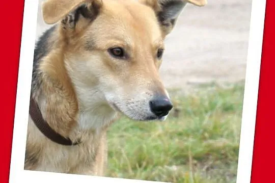 CZARO - 2 letni ,średni pies , bardzo przyjazny i łagodny_Adopcja_
