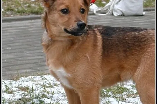 Ok. 4- 4,5 mies. BOBI wyrzucony na trasie szybkieg
