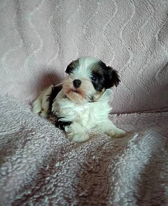 Sprzedam sunię Yorkshire Terrier Biewer, Zachodniopomorskie, Tanowo