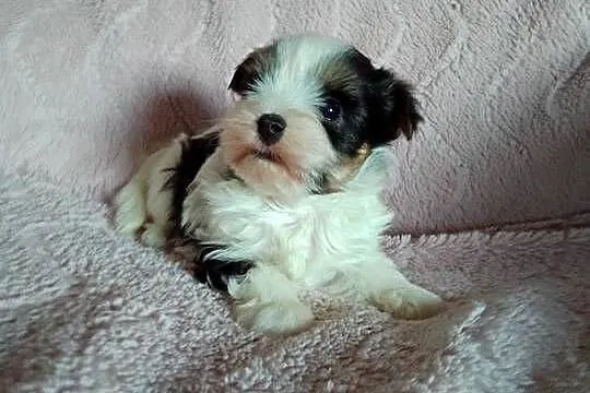 Sprzedam sunię Yorkshire Terrier Biewer, Zachodniopomorskie, Tanowo