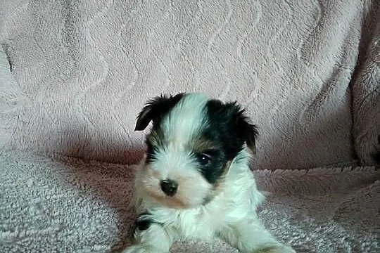 Sprzedam sunię Yorkshire Terrier Biewer, Zachodniopomorskie, Tanowo