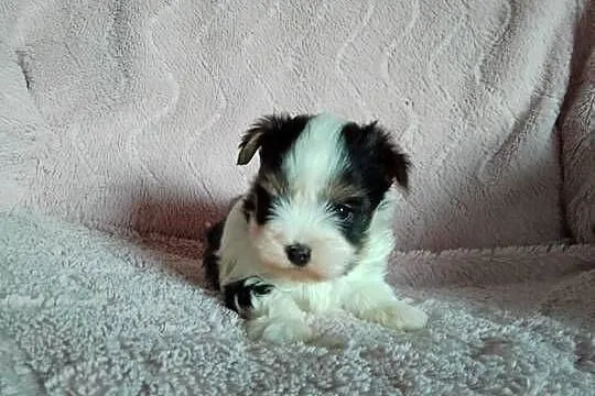Sprzedam sunię Yorkshire Terrier Biewer, Zachodniopomorskie, Tanowo