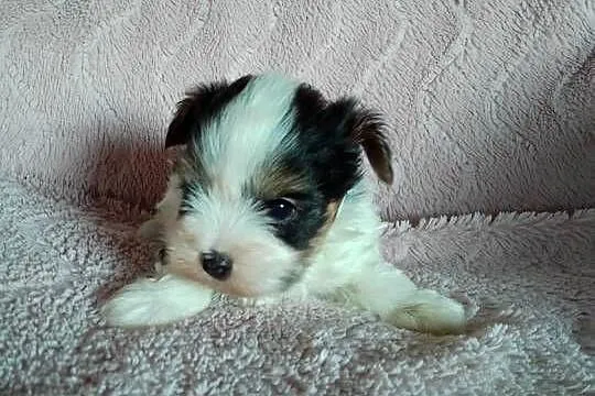 Sprzedam sunię Yorkshire Terrier Biewer, Zachodniopomorskie, Tanowo
