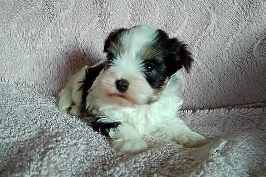 Sprzedam sunię Yorkshire Terrier Biewer, Zachodniopomorskie, Tanowo