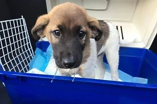 Przecudny Bąbel 7 tygodniowy MALUSZEK do adopcji,  Kundelki cała Polska