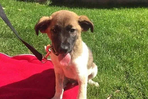 Przecudny Bąbel 7 tygodniowy MALUSZEK do adopcji, 