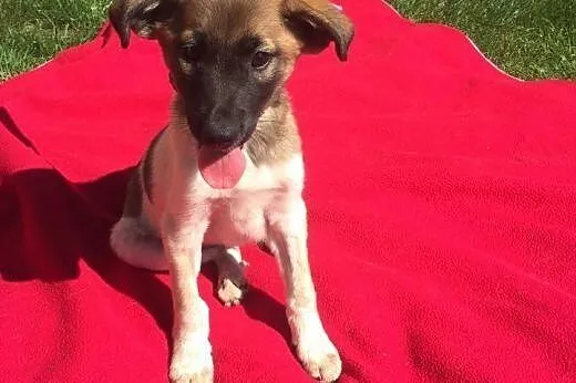 Przecudny Bąbel 7 tygodniowy MALUSZEK do adopcji, 
