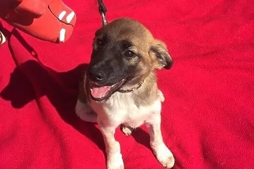 Przecudny Bąbel 7 tygodniowy MALUSZEK do adopcji, 
