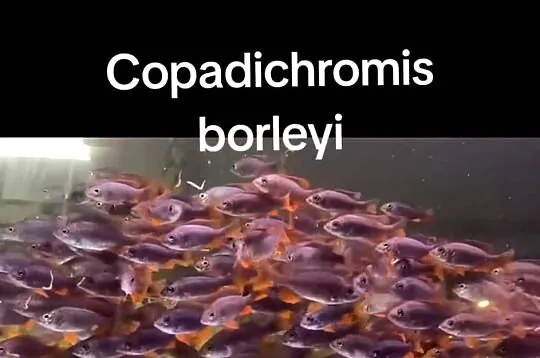 Aulonacara,ryby, rośliny akwariowe, Wielkopolskie, Poznań