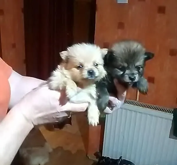 Szczenięta - pomeraniany