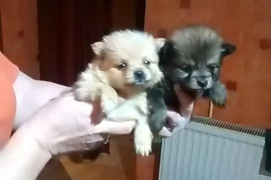 Szczenięta - pomeraniany