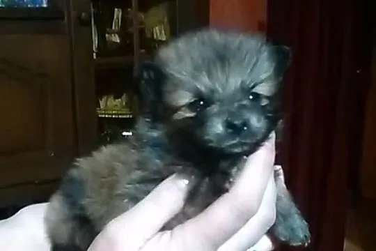 Szczenięta - pomeraniany