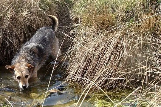 FLORCIA sunia idealna, spokojna, bezproblemowa szu